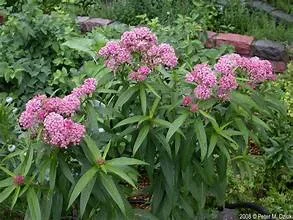 Asclepias incarnata3.jpg