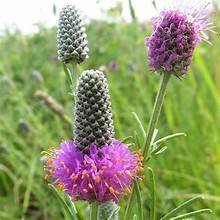 Prairie Clover, Purple (Dalea purpurea)