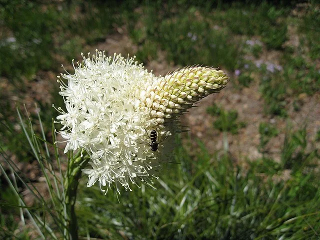 Bear grass 2.jpg