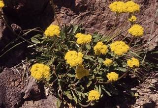 Buckwheat golden2.jpg