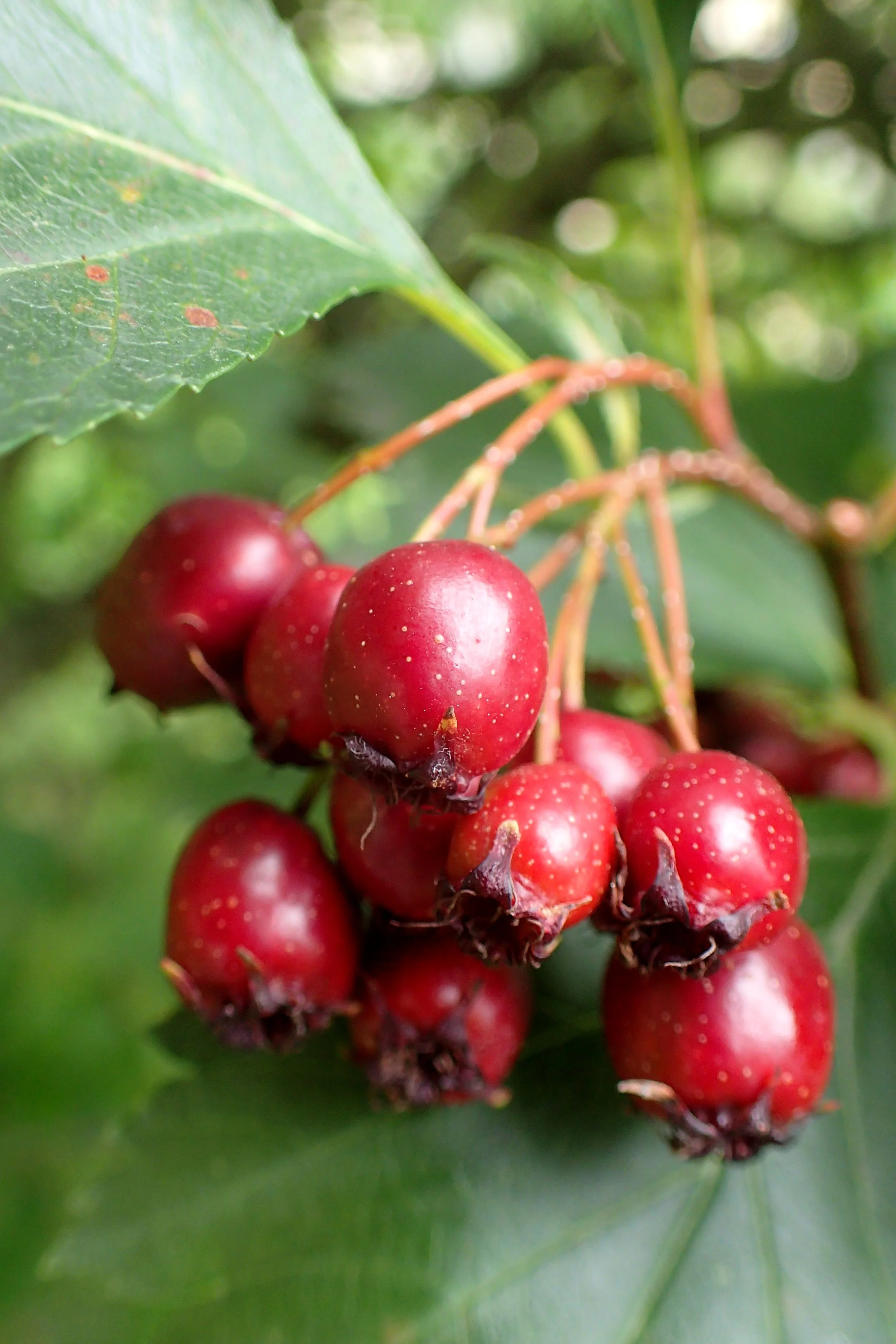 Hawthorne, Douglas (Crataegus douglasii)