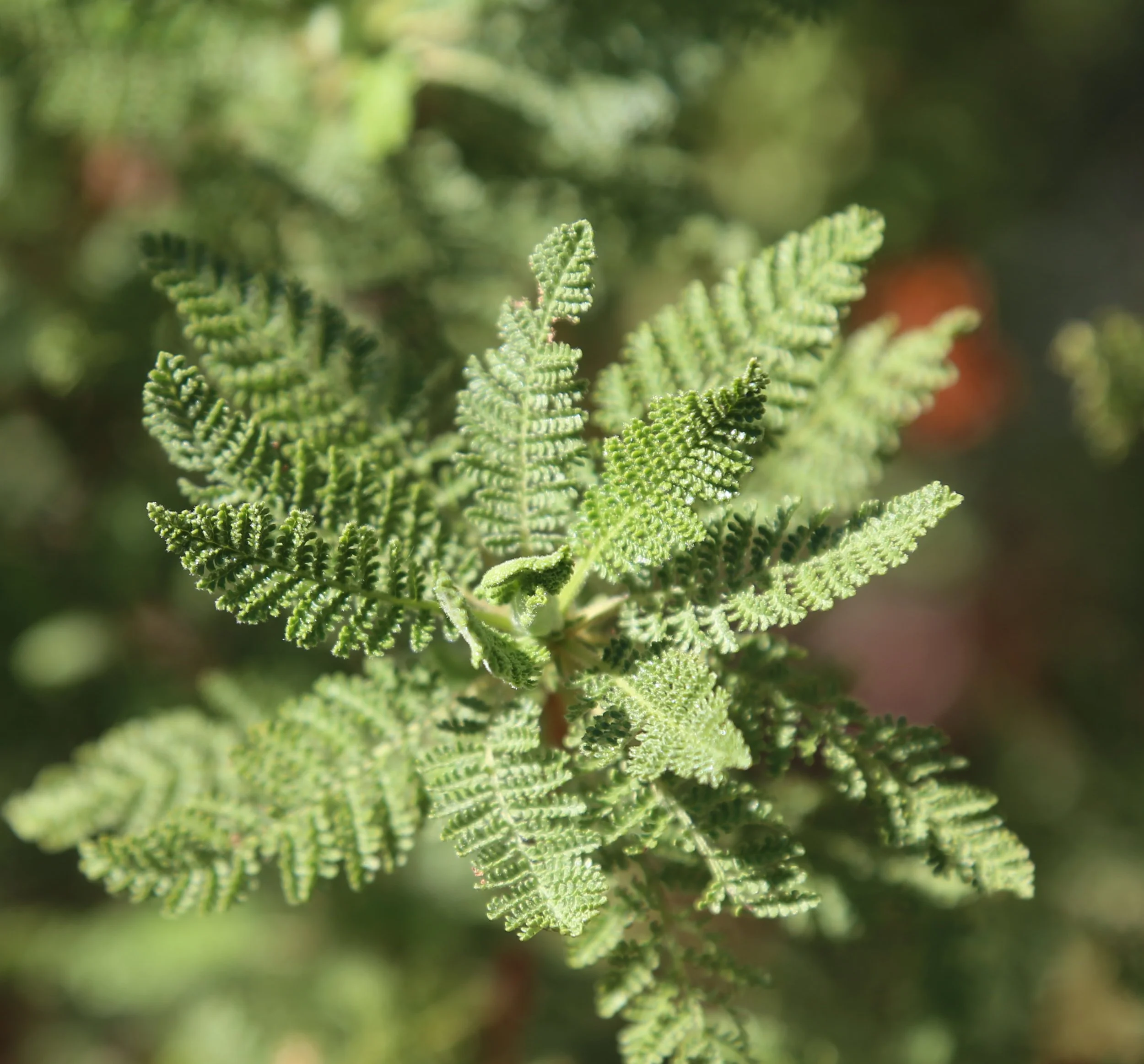 Fern_bush_leaf_rosette.jpg
