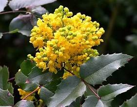 Oregon Grape Holly (Mahonis aquafolium)