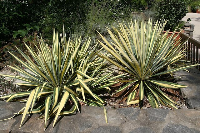 Yucca_filamentosa_Color_Guard 2.jpg