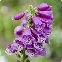 Foxglove purple.jpg