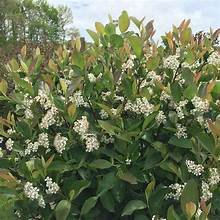 Aronia 3.jpg