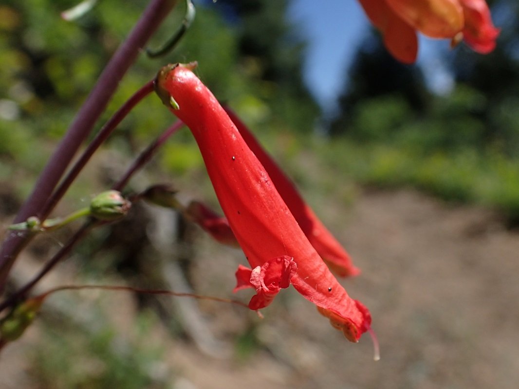 Penstemon barbatus 3.jpg