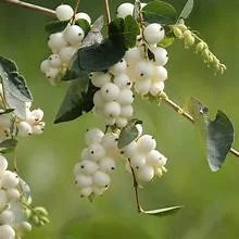 Snowberry 1.jpg