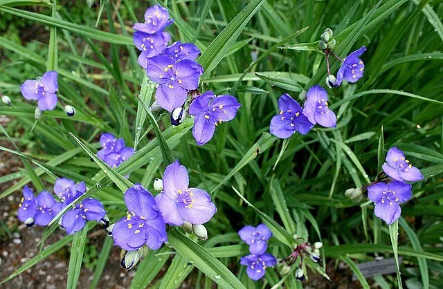 Western spiderwort 1.JPG