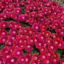 Iceplant raspberry 1.jpg