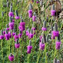 Prairie clover 2.jpg
