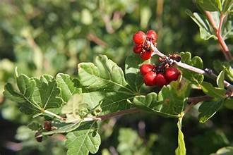 Sumac threeleaf 2.jpg