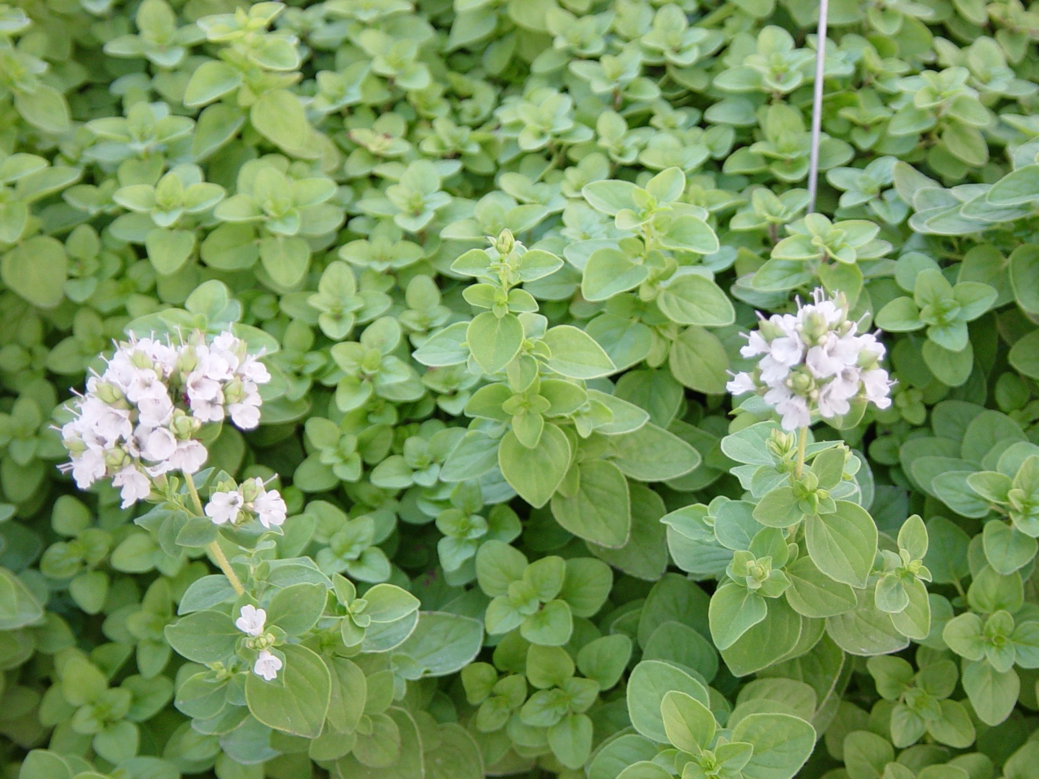 oregano.jpg