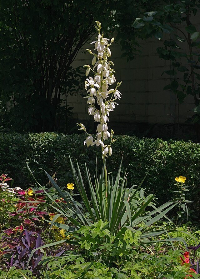 Yucca_filamentosa 3.jpg