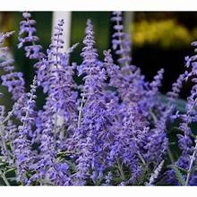 Sage, Russian (Perovskia atriplicifolia)