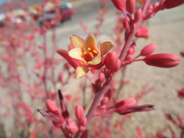 Red Yucca.jpg