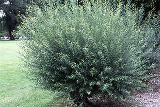 Willow, Arctic Blue (Salix purpurea nana)