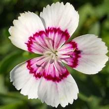 Dianthus arctic fire 2.jpg