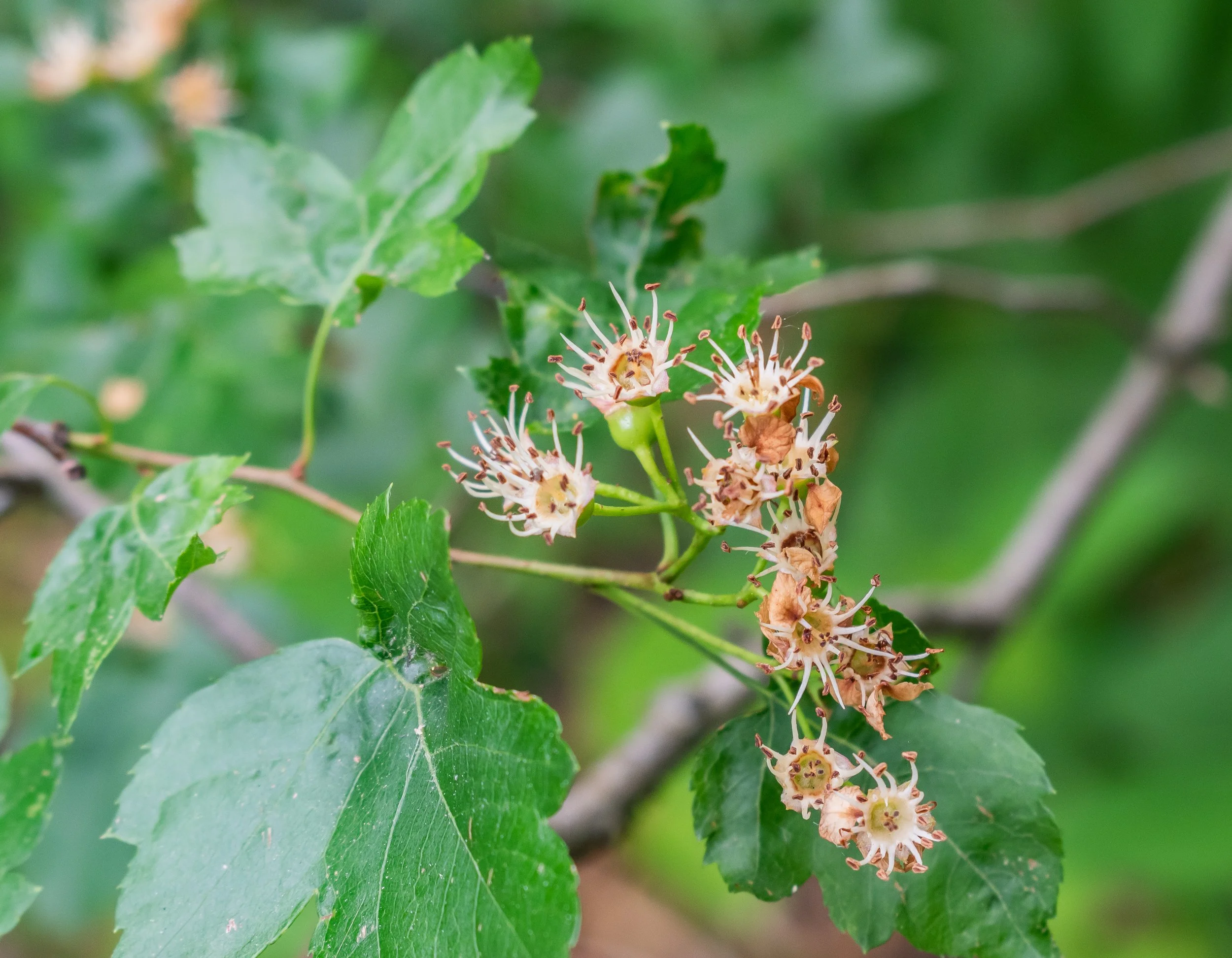 Crataegus_phaenopyrum_in_Lyon_BG_(3).jpg