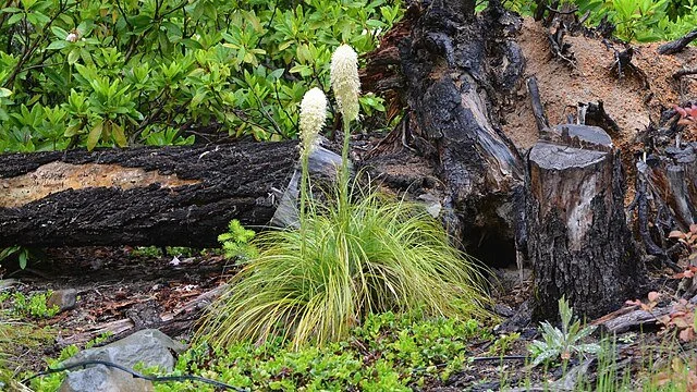 BEar grass 4.jpg