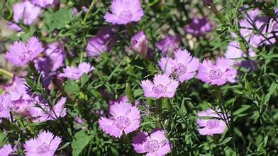 Dianthus, Amur River (Dianthus amurensis)