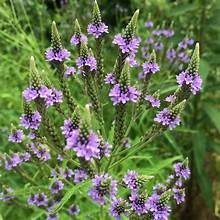 Vervain (Verbena hastata)