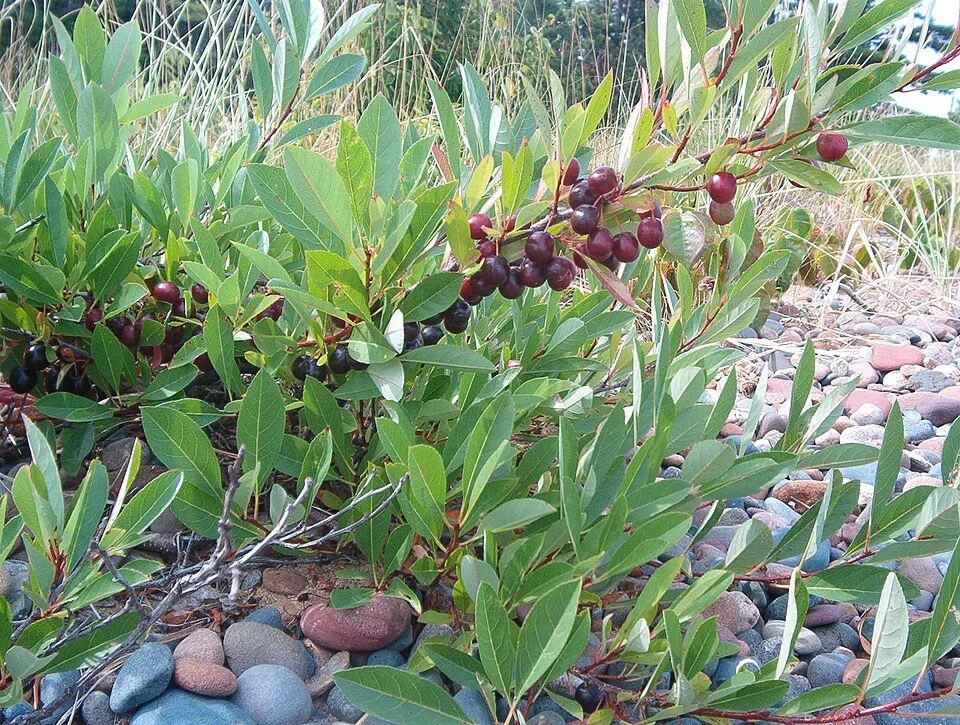 Western Sand Cherry 2.JPG