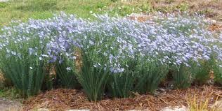 Flax, Blue (Linum lewisii)