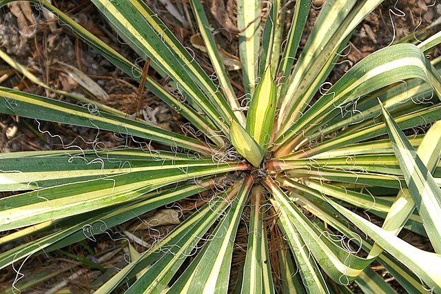 Yucca_filamentosa_Color_Guard.jpg
