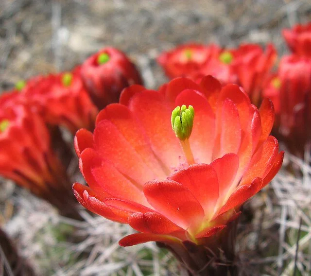 Echinocereus_triglochidiatus_ flower.jpg