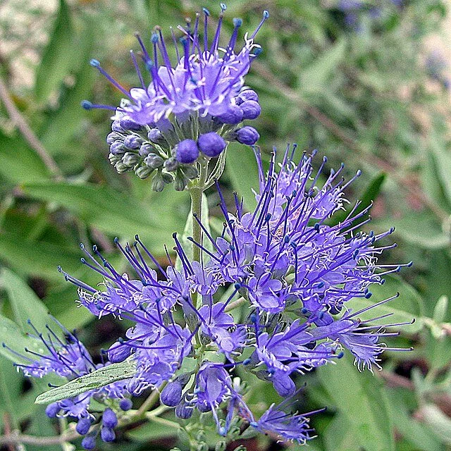 Caryopteris_×_clandonensis_inflorescence.jpg