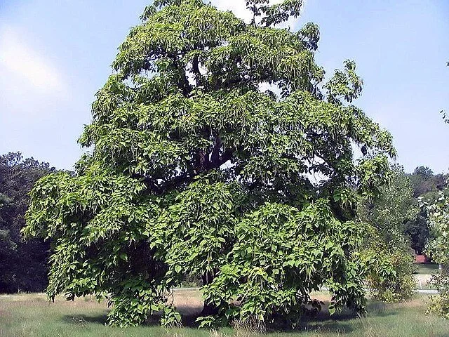 Catalpa_speciosa 4.jpg