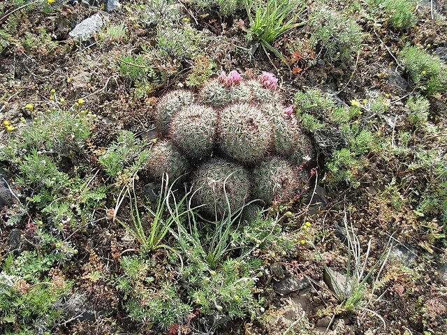 _Pediocactus_simpsonii 3.jpg