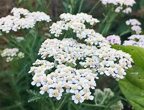Yarrow White (Achillea millefolium)