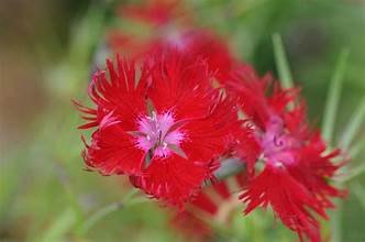 Dianthus crimsonia.jpg