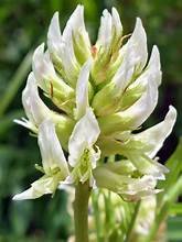 Licorice , Wild (Glycyrrihza lepidota)