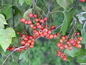 Hawthorn washington 3.jpg