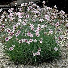 Dianthus arctic fire 3.jpg