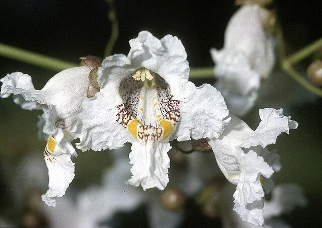 Catalpa_speciosa_flower.jpg