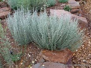 sage fringed 2.jpg
