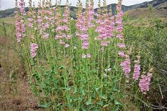 Penstemon palmers2.jpg