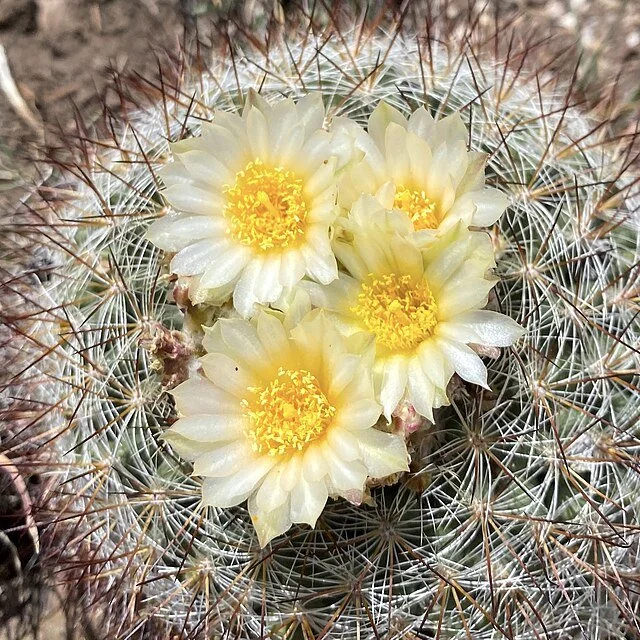 Pediocactus_simpsonii 1.jpg