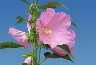 Mallow swamp rose 2.jpg