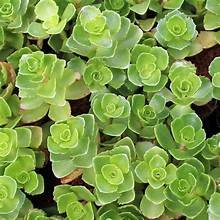 Sedum summer glory 2.jpg