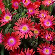 Iceplant 'Raspberry' (Delosperma cooperi)
