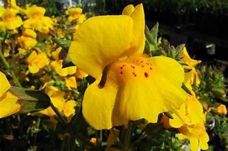 Monkeyflower, Yellow (Mimulus guttatus)