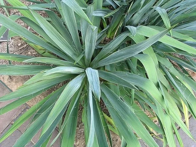 Yucca_filamentosa.jpg