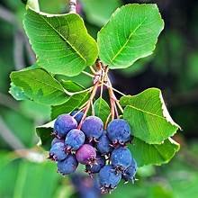 Serviceberry 4.jpg