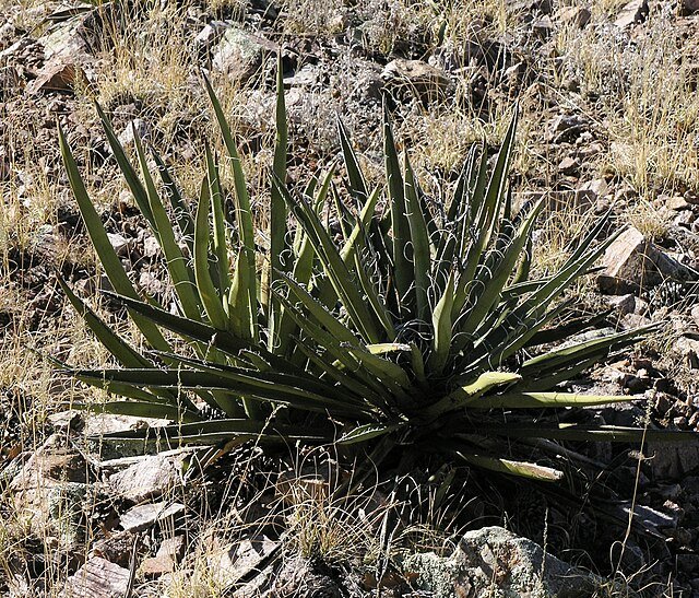 Yucca_baccata 1.jpg