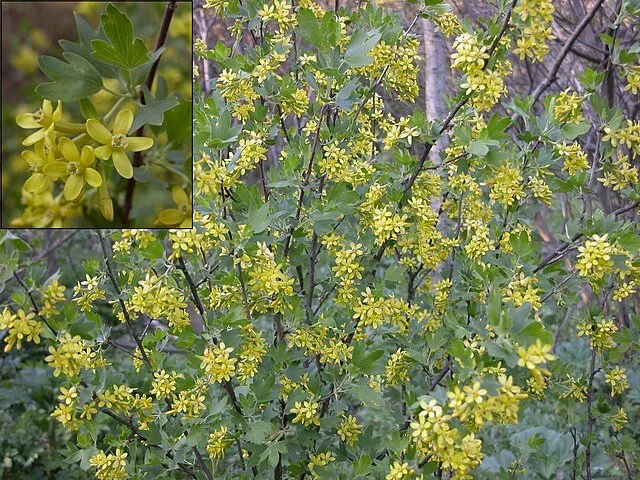 Ribes_aureum.jpg